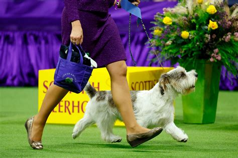 Dogs at the Opera 2025